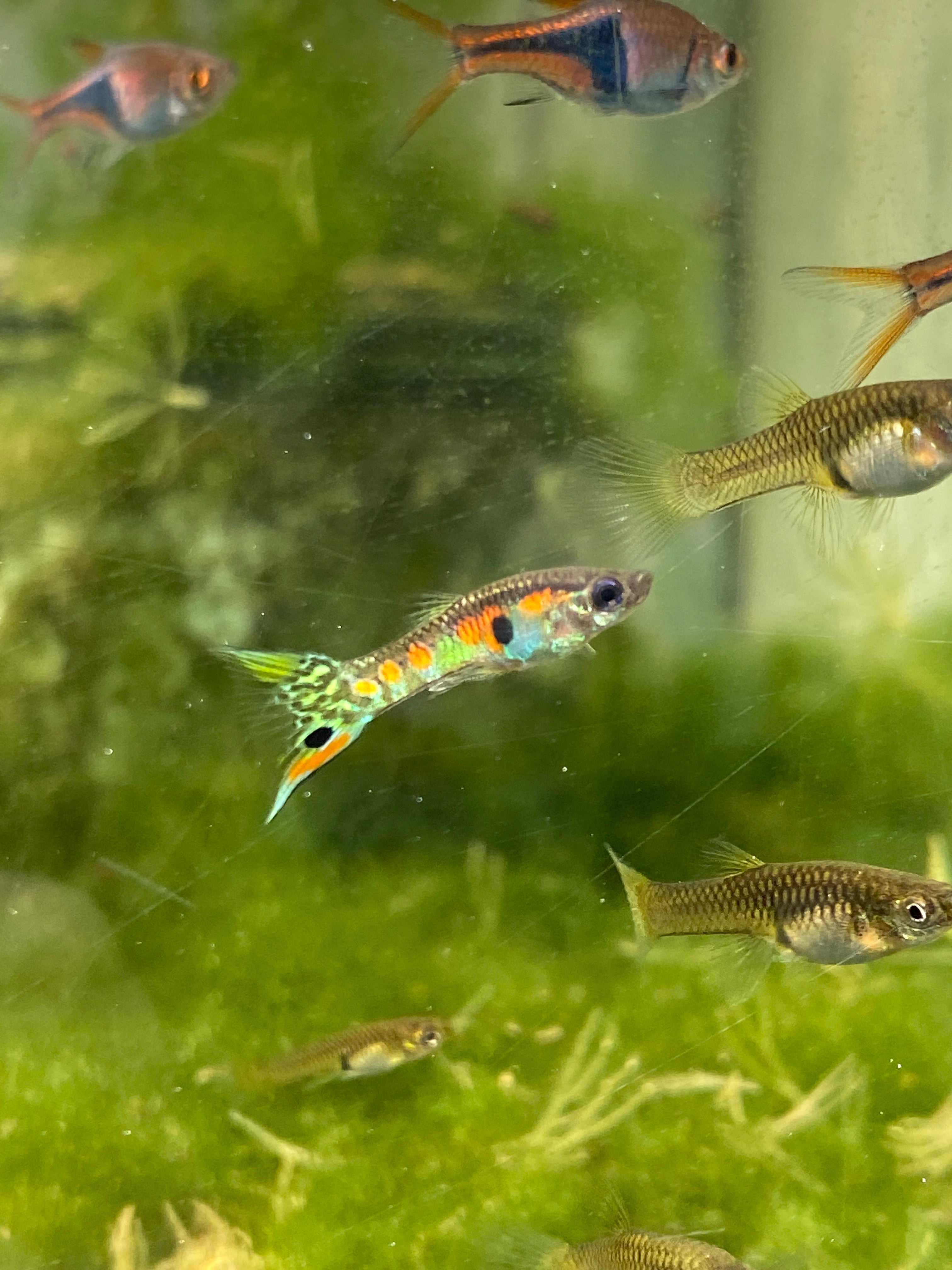 Poecilia wingei "endler" Ginga Green