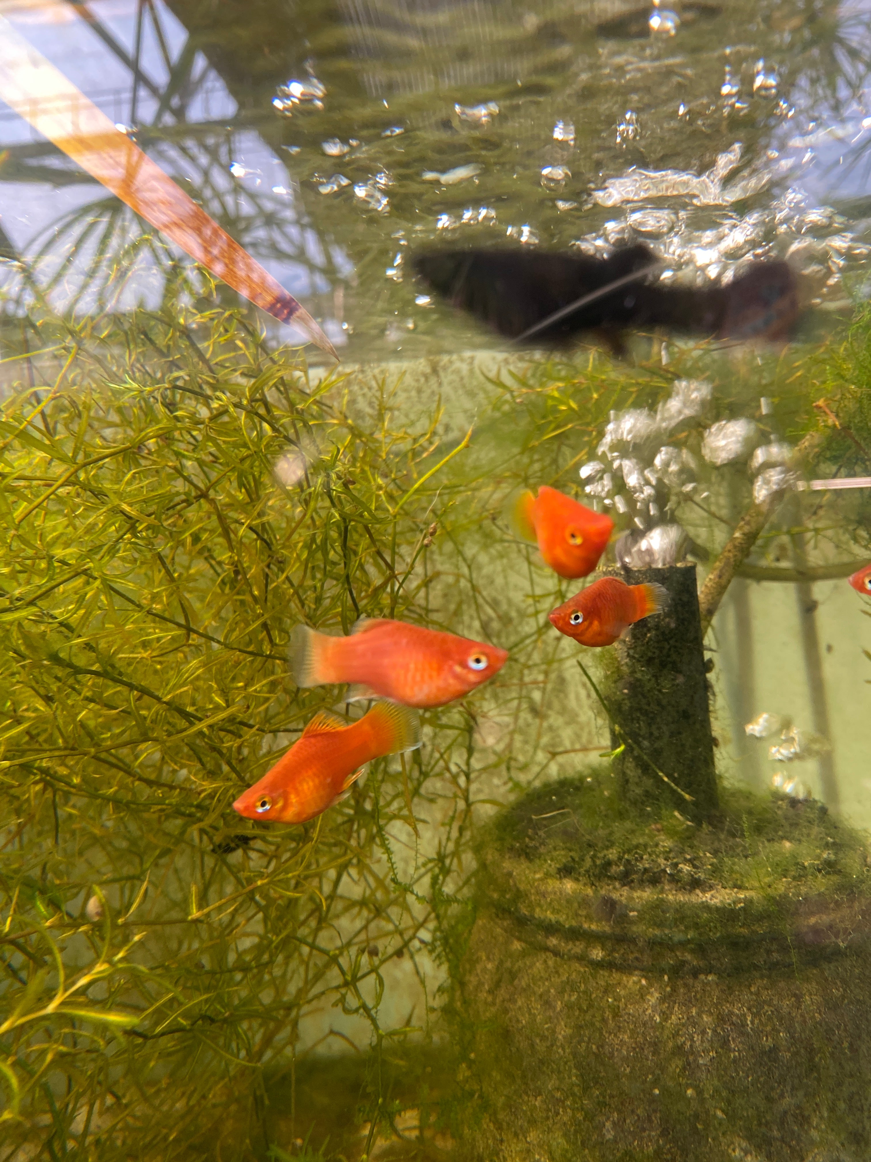 Xiphophorus maculatus "platy coral"