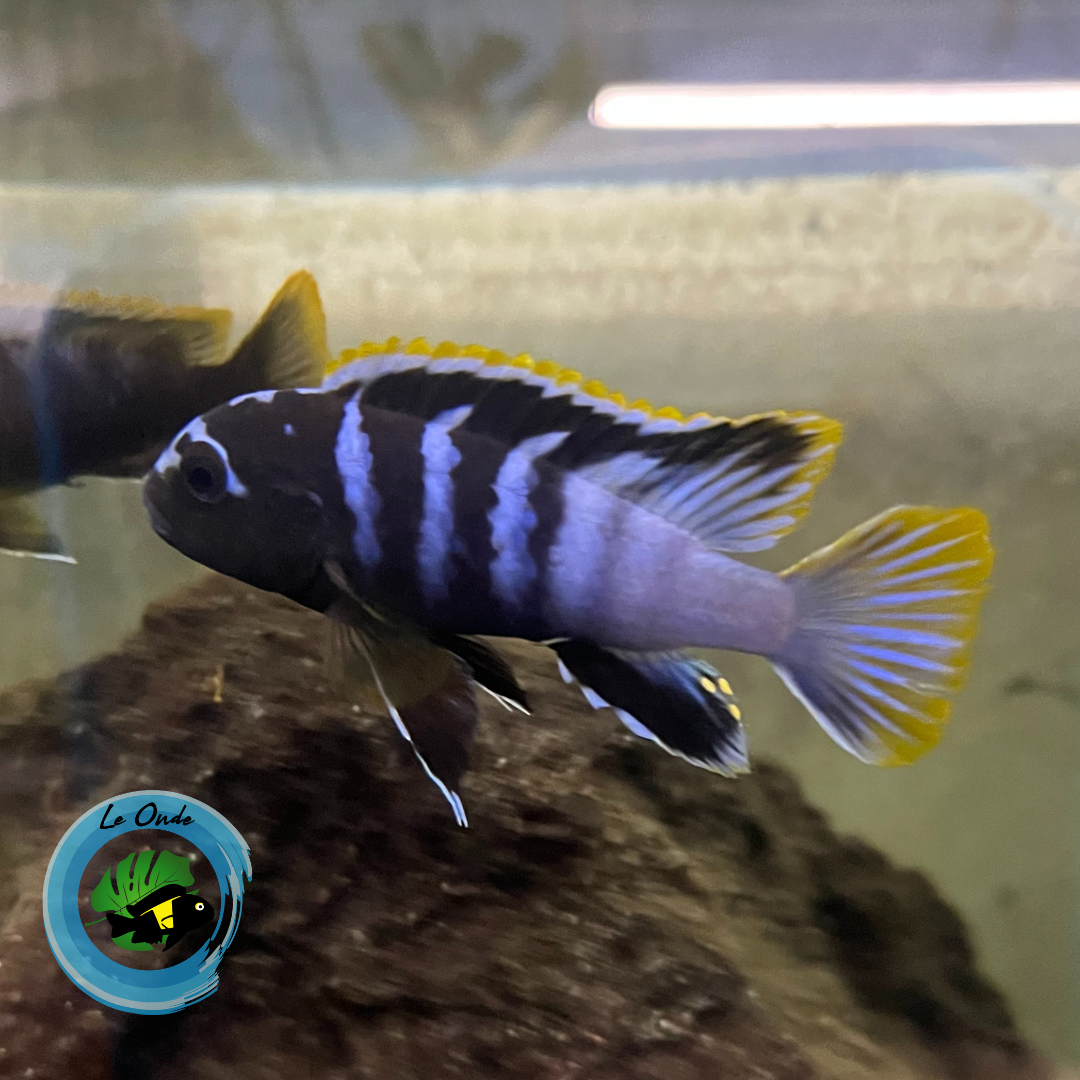 Labidochromis sp. mbamba Mbamba Bay Tanzania