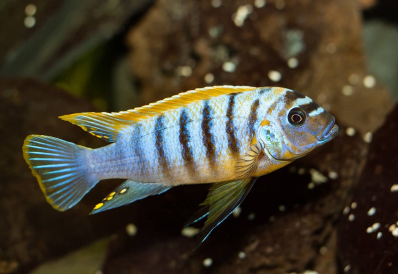 Metriaclima fainzilberi Puulu