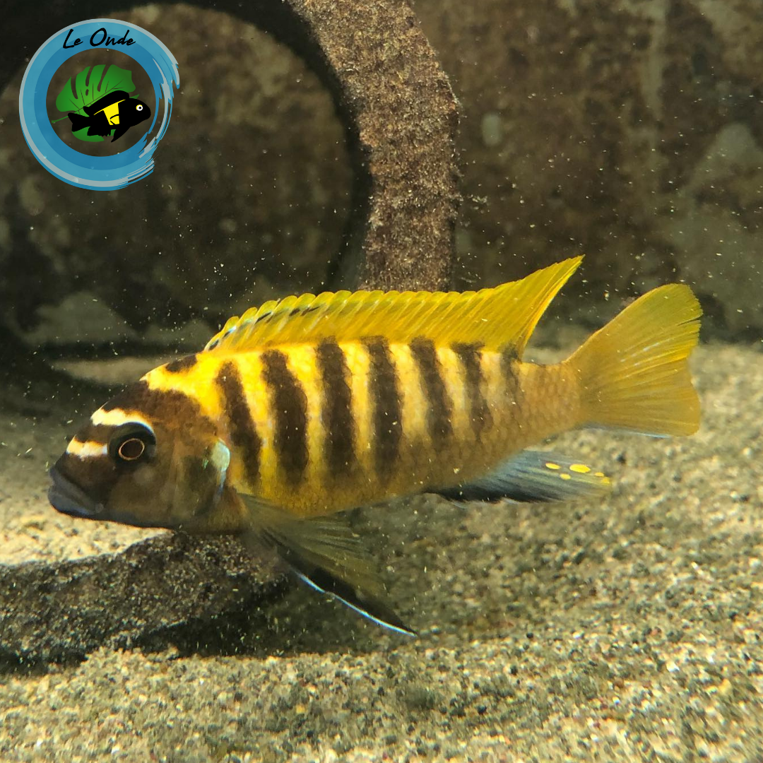 Metriaclima sp. zebra gold Nkhata Bay