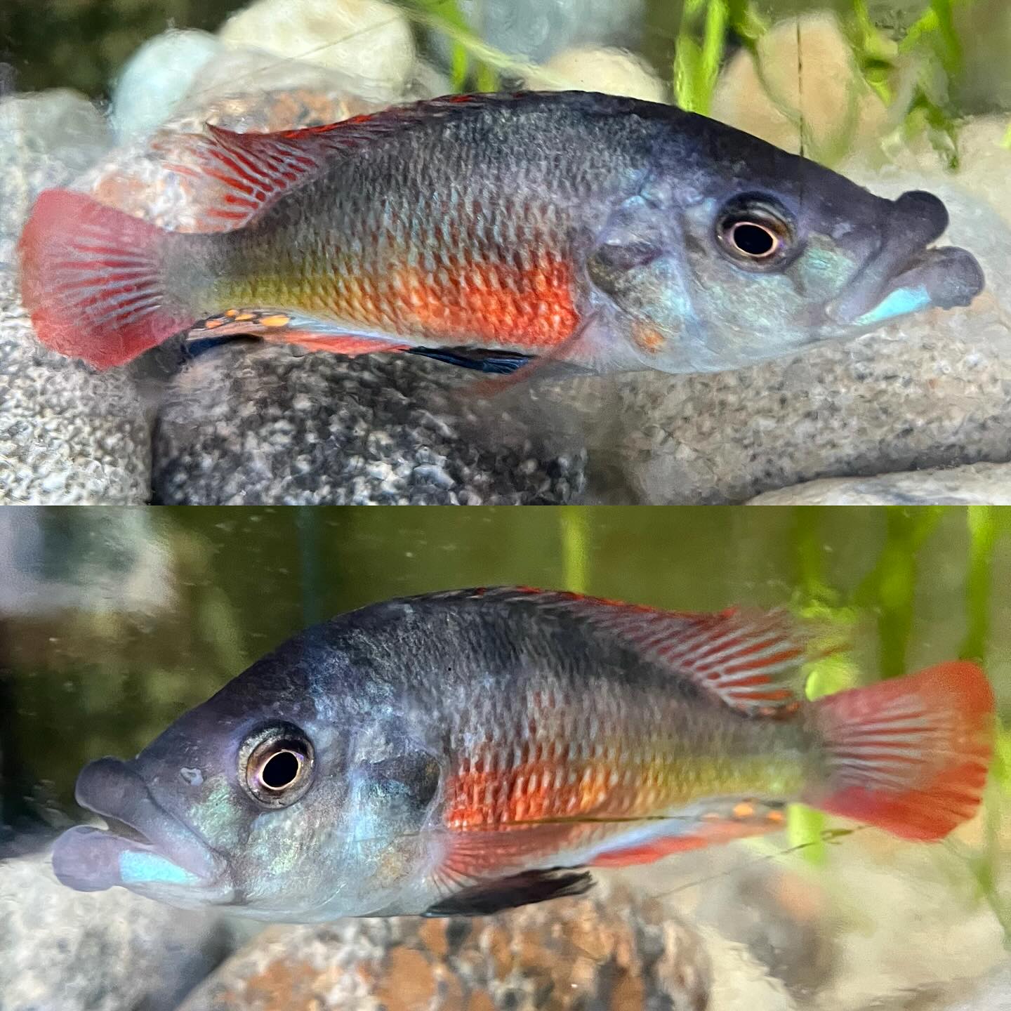 Paralabidochromis chilotes Zue Island