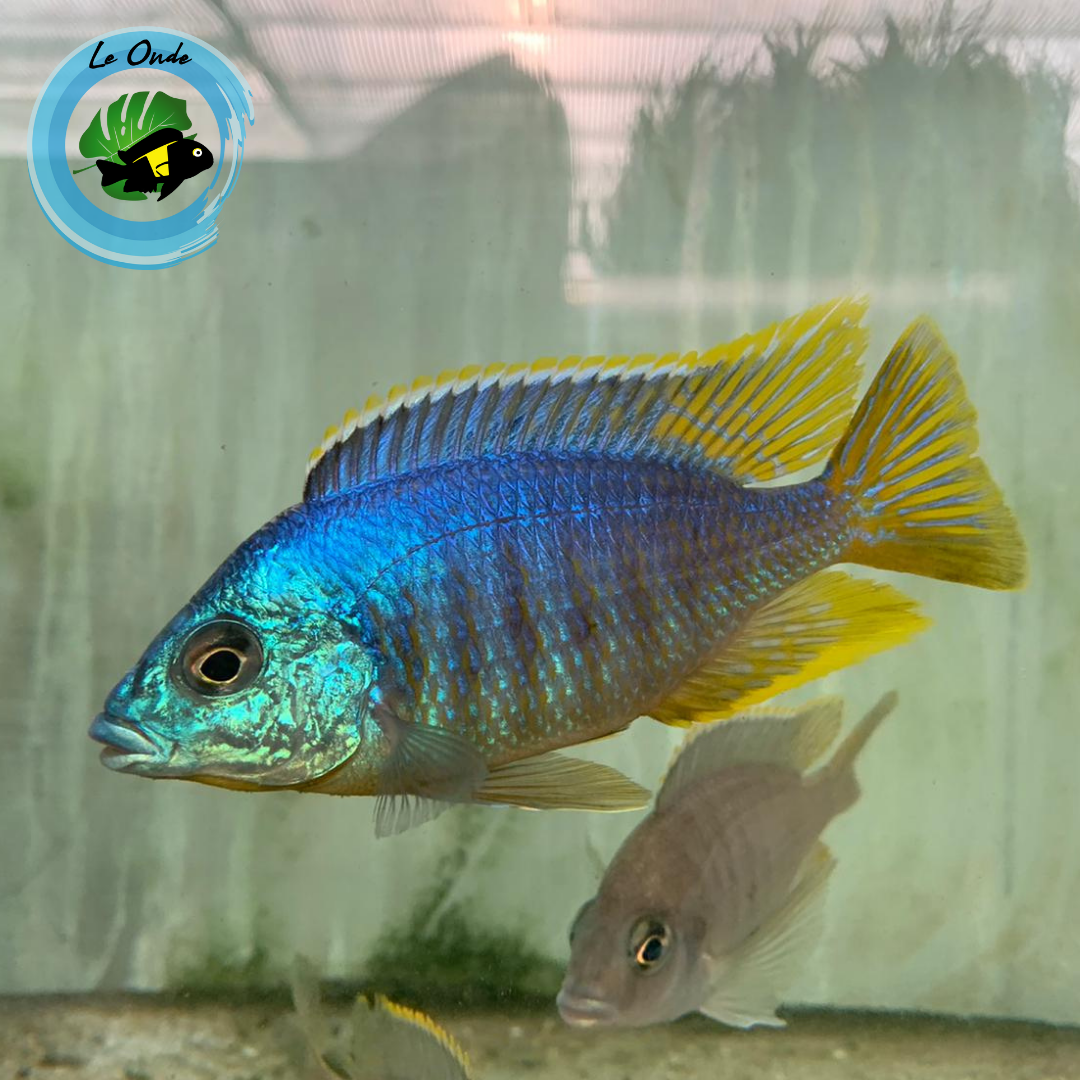 Placidochromis sp. jalo Jalo Reef
