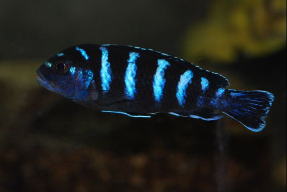 Chindongo (Pseudotropheus) demasoni Pombo Rocks