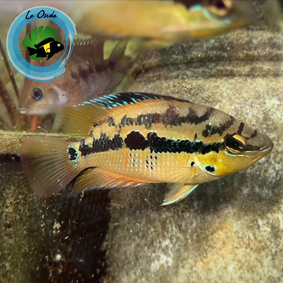 Trichromis salvini Rio Chacamax