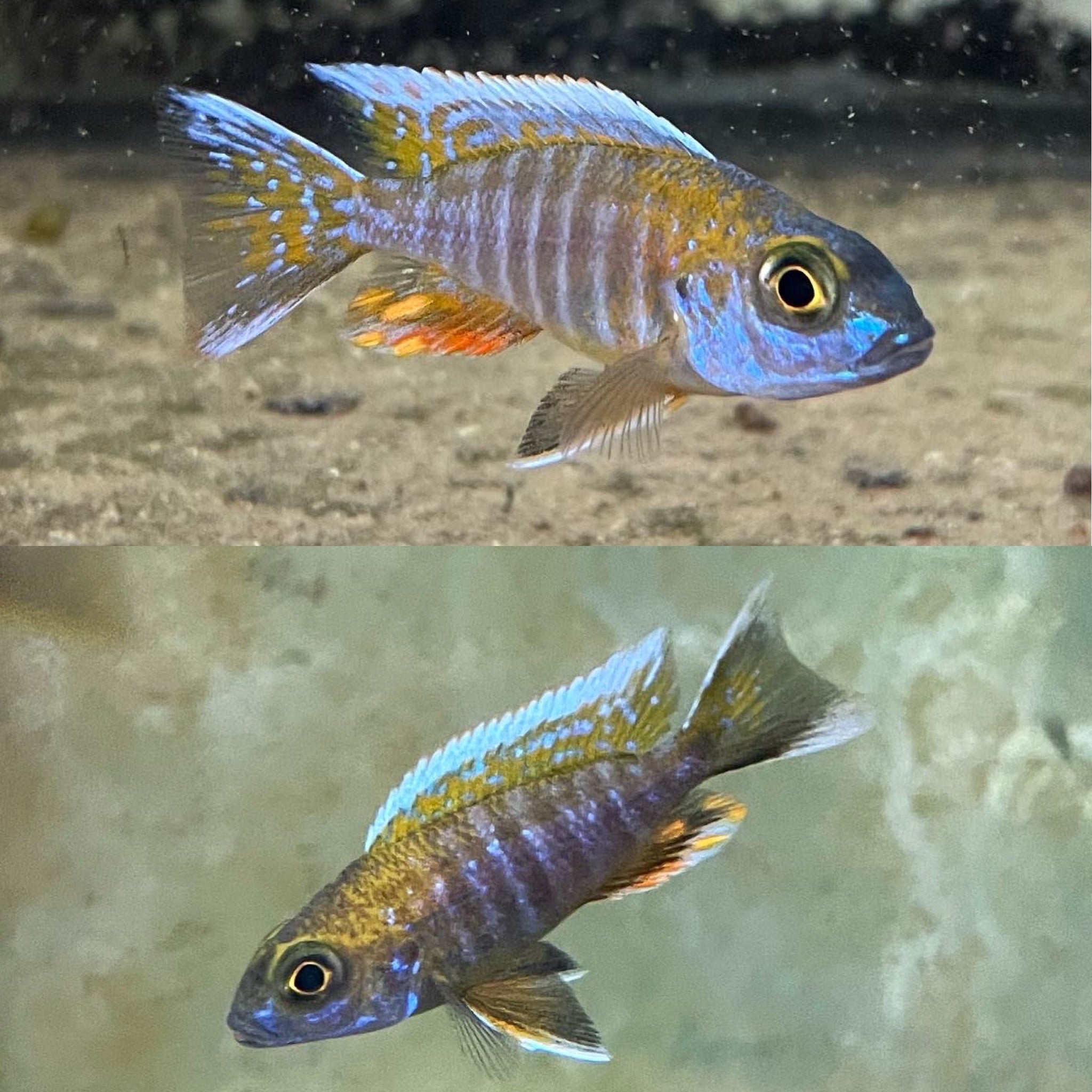 Aulonocara jacobfreinergi Cape Maclear