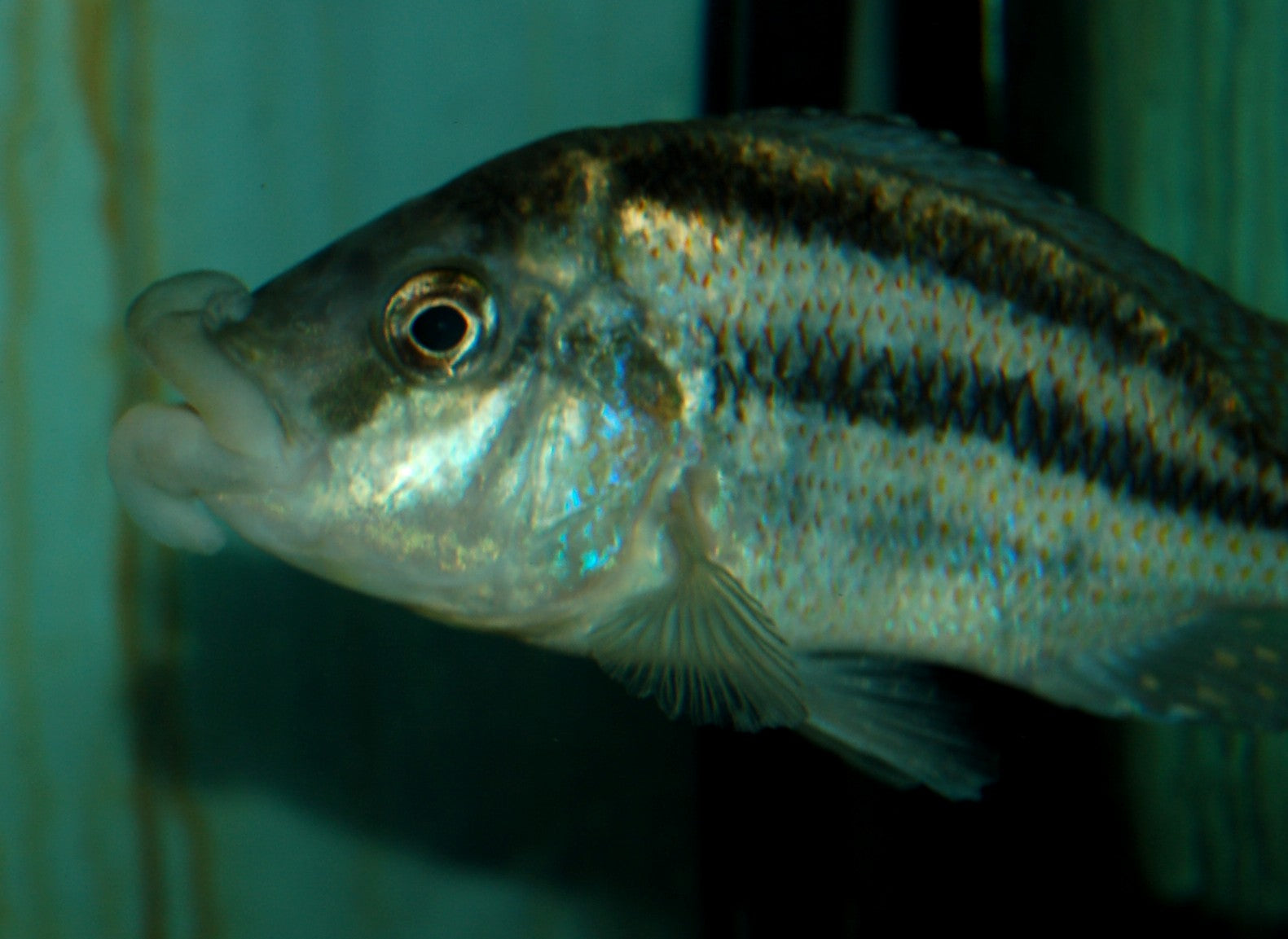 Cheilochromis (ex Chilotilapia) euchilus