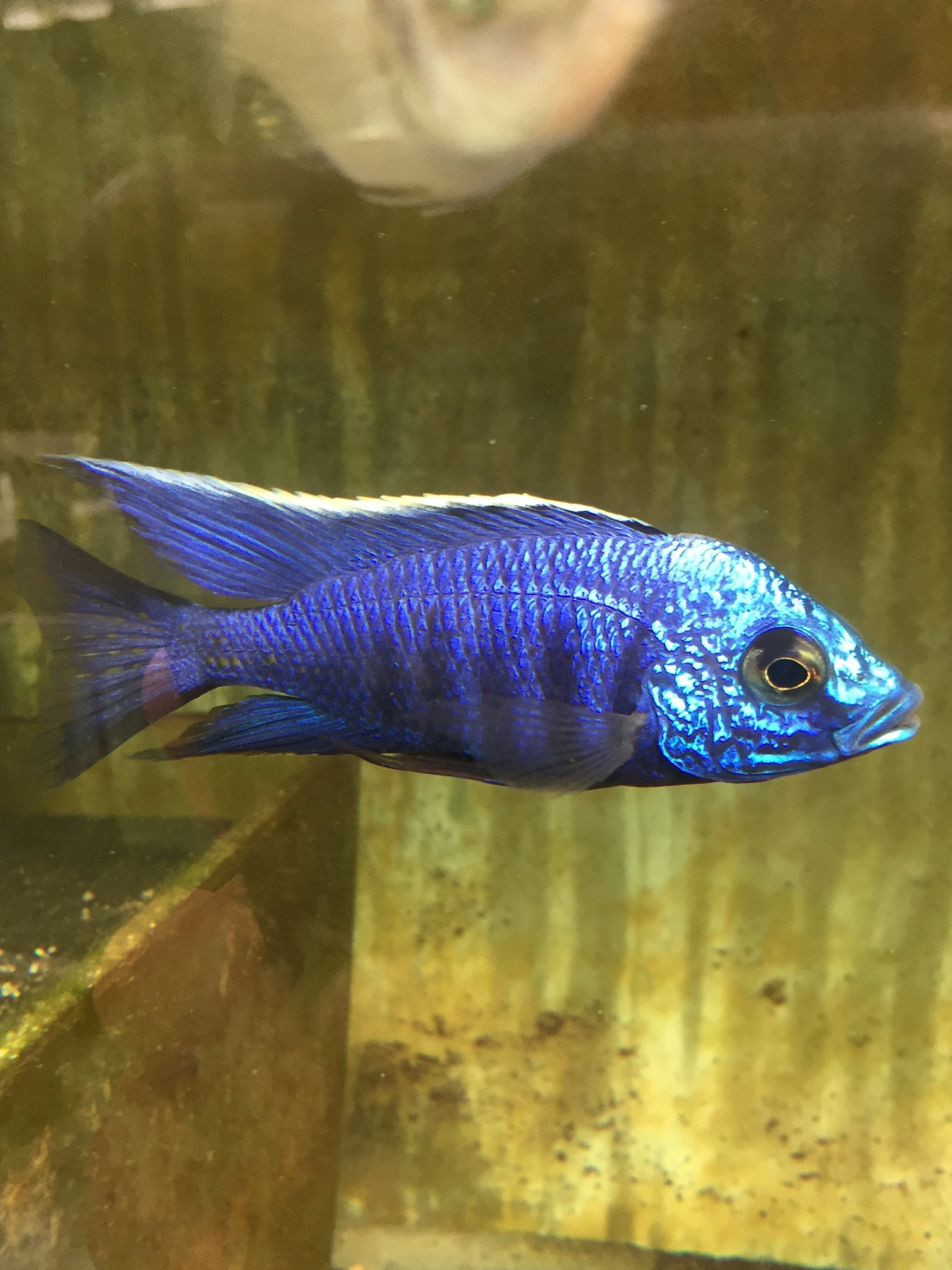 Copadichromis azureus Mbenji Island