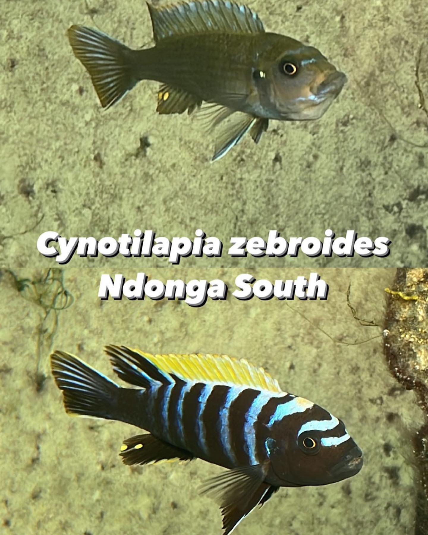 Cynotilapia zebroides Ndonga South