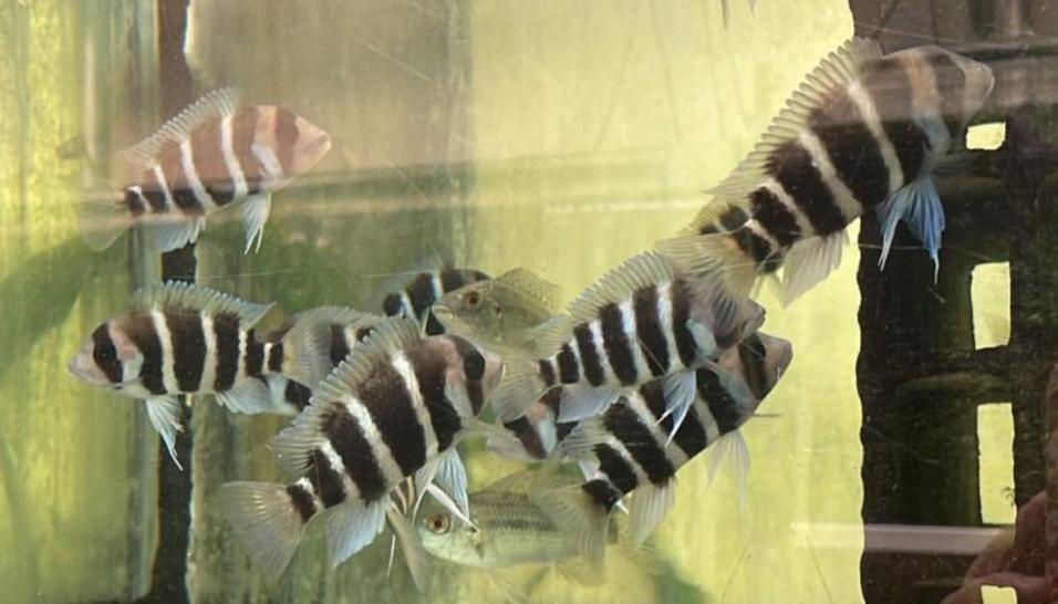 Cyphotilapia frontosa Burundi