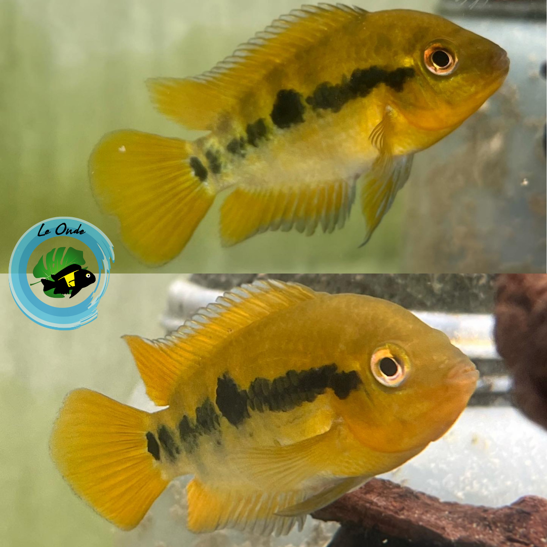 Herotilapia multispinosa Costa Rica