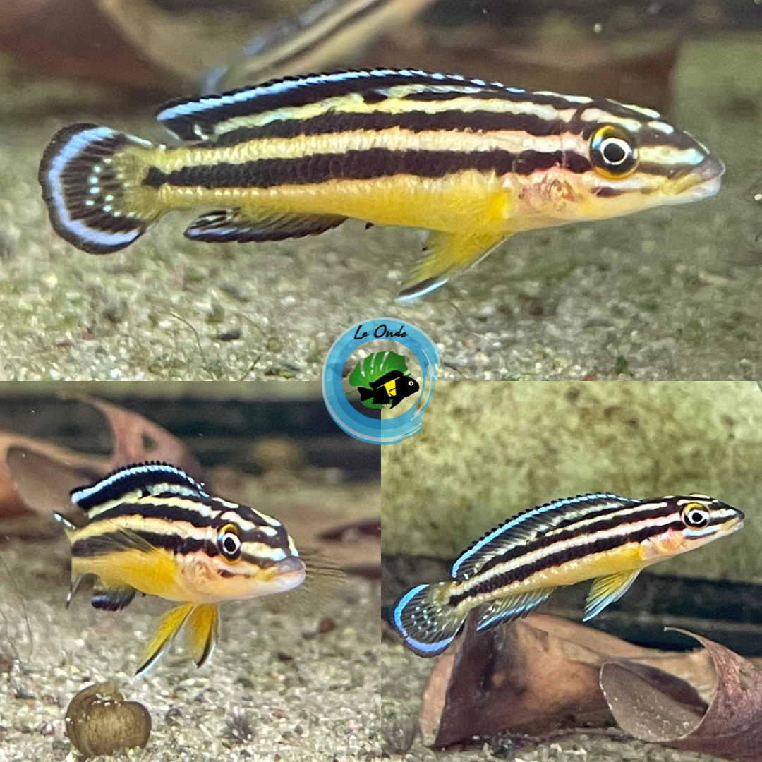 Julidochromis marksmithi Kipili