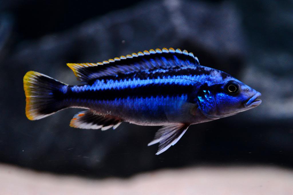 Melanochromis kaskazini 'northern blue'