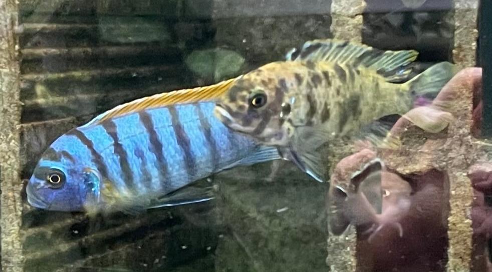 Metriaclima fainzilberi Lundo Island