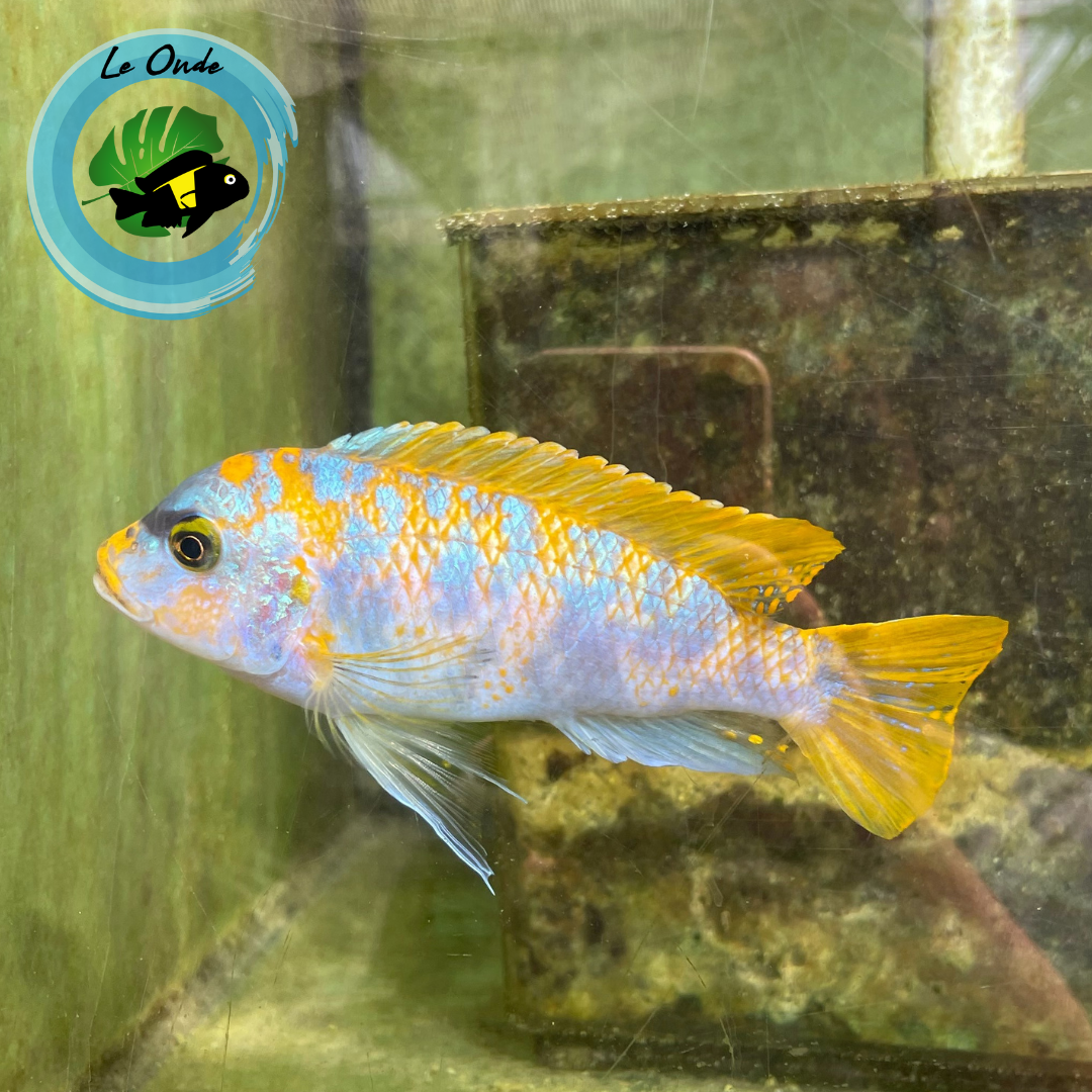 Metriaclima mbenjii Mbenji Island MC/OB