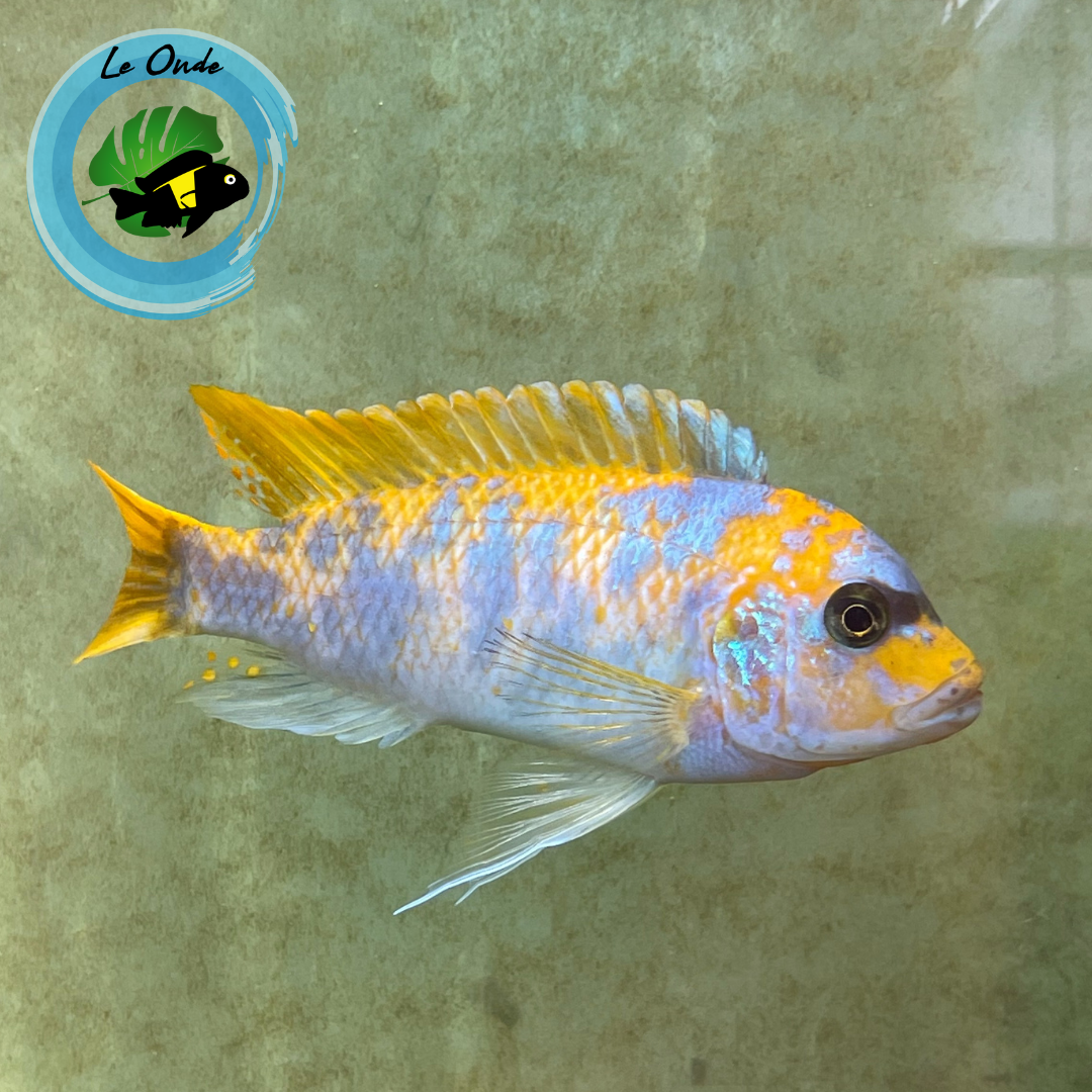 Metriaclima mbenjii Mbenji Island MC/OB