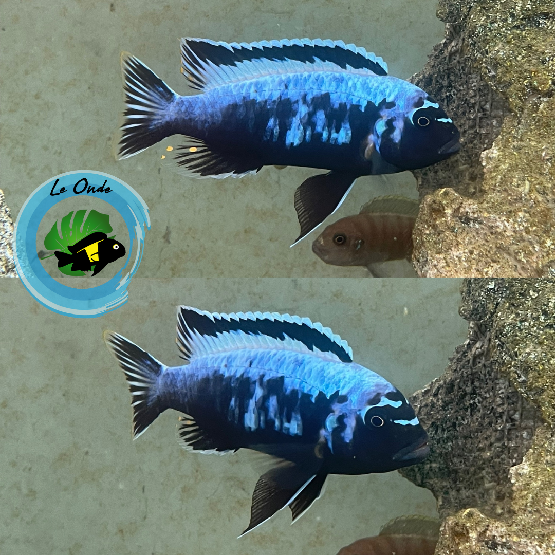 Metriaclima sp. msobo Magunga