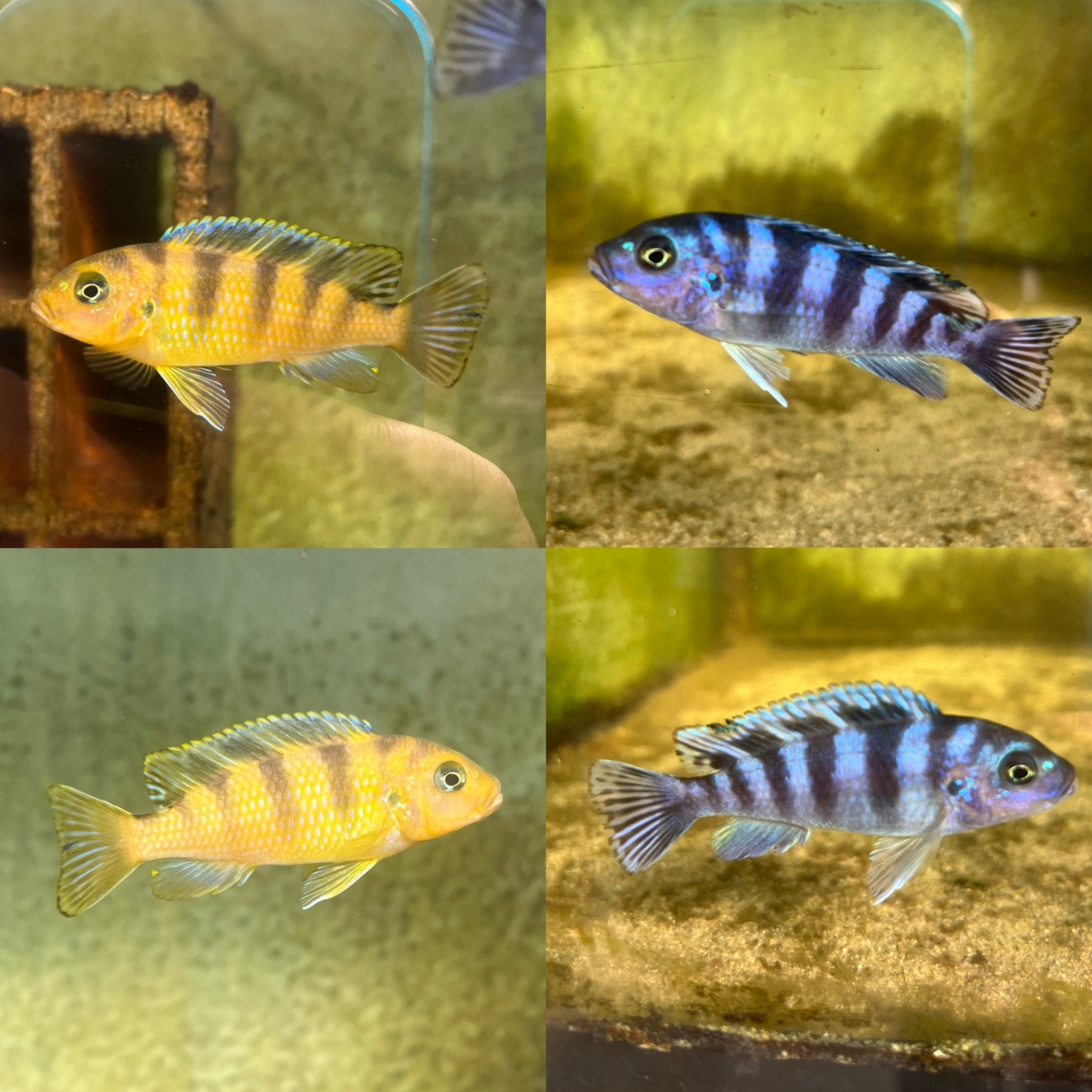 Metriaclima lombardoi Mbenji