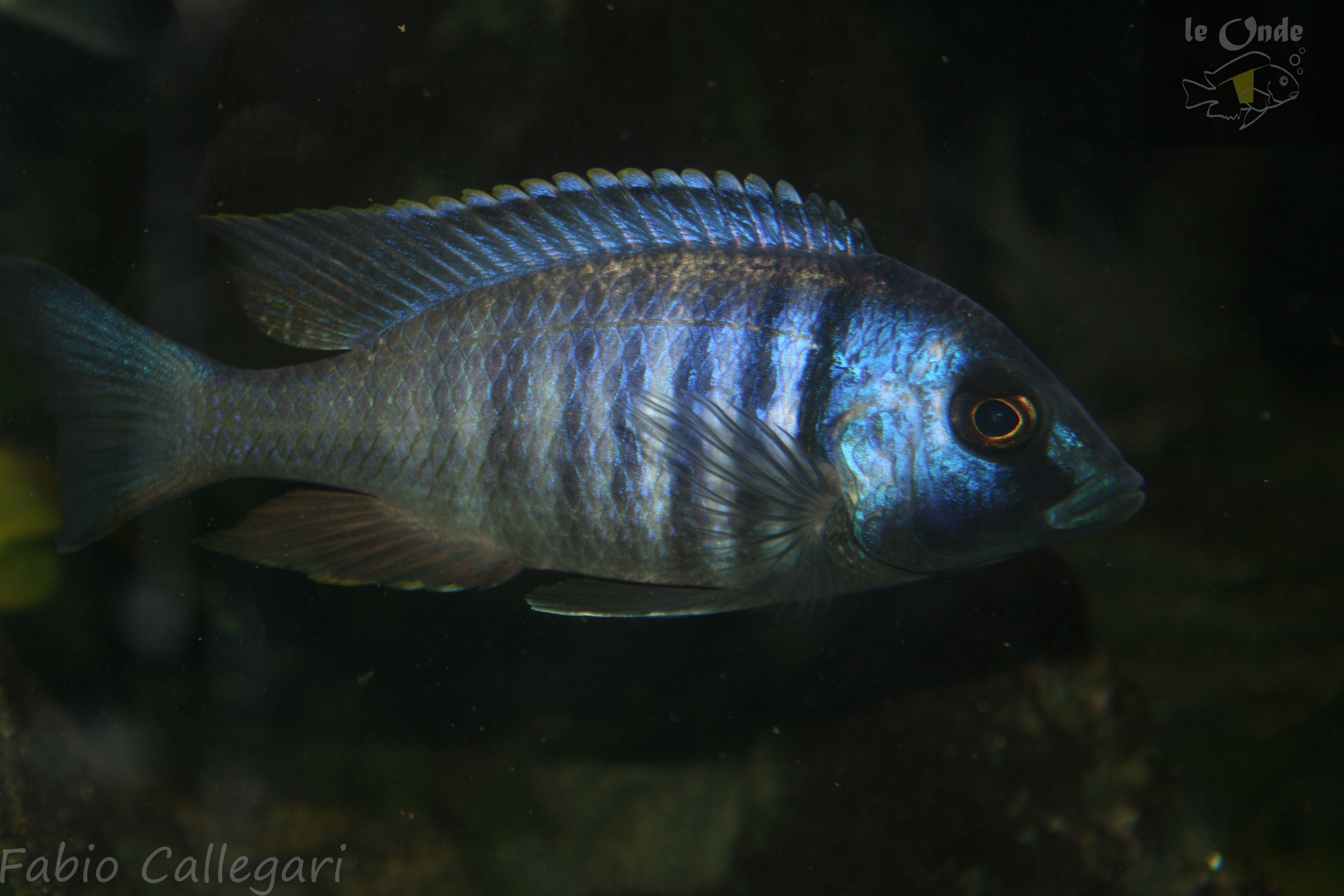 Placidochromis electra Makanjila